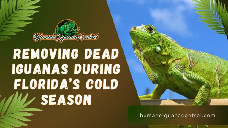 Removing Dead Iguanas During Florida’s Cold Season cover